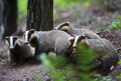 Dachs - Zum Vergroessern klicken!